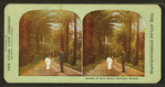 Avenue of date palms, Honolulu, Hawaii
