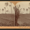 Rice fields near Honolulu, Hawaii