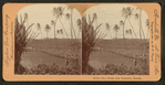 Rice fields near Honolulu, Hawaii