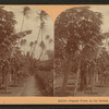 Papaia [papaya] trees in the Mauna Loa Valley, Hawaii.