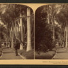 Queen's Hospital grounds, Honolulu, Hawaiian Islands.