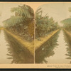 Mirror view, banana plantation, Hawaiian Islands