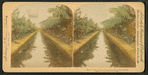Mirror view, banana plantation, Hawaiian Islands
