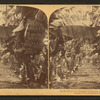 In the heart of a banana plantation, Hawaiian Islands