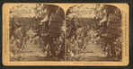 In the heart of a banana plantation, Hawaiian Islands