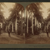 Avenue of Royal Palms, Queen's Hospital grounds, Honolulu, Hawaiian Islands.