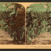 In the heart of a banana plantation, Hawaiian Islands