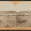Sheep grazing, Snake River valley, Idaho, U.S.A.