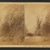Clinton: carriages on Washington street and icy trees, after sleet storm, 1883.