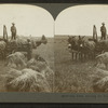 Oat field, showing the prarie, Illinois, U.S.A.