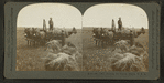 Oat field, showing the prarie, Illinois, U.S.A.