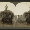 Loading rye in the field, Illinois, U.S.A.