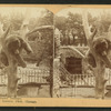 An elevated snoozer, [a bear at the Lincoln Park Zoo]. Lincoln Park, Chicago.