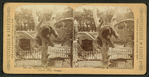 An elevated snoozer, [a bear at the Lincoln Park Zoo]. Lincoln Park, Chicago.