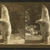 Polar bear (Ursus maritimus), Zoo, Lincoln Park, Chicago.
