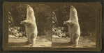 Polar bear (Ursus maritimus), Zoo, Lincoln Park, Chicago.
