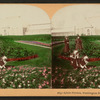 Little florists. Washington Park, Chicago, Ill., U.S.A.