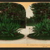 Century Plant, 25 years old, Washington Park, Chicago, Ill., U.S.A.