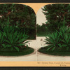 Century Plant, 25 years old, Washington Park, Chicago, Ill., U.S.A.