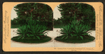 Century Plant, 25 years old, Washington Park, Chicago, Ill., U.S.A.