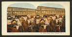 Union Stock Yards [stockyards], Chicago