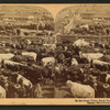 In the Great Union Stock Yards [stockyards], Chicago, U.S.A.