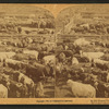 In the Great Union Stock Yards [stockyards], Chicago, U.S.A.