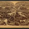 In the Great Union Stock Yards [stockyards], Chicago, U.S.A.