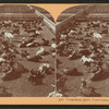 Union Stock Yards [stockyards], Texas cattle, Chicago, Ill., U.S.A.