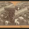 Union Stock Yards [stockyards], Chicago, Ill., U.S.A.