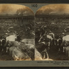 From the Kansas Plains. Union Stock Yards [stockyards], Chicago, Ill., U.S.A.