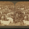 Cattle in the Great Union Stock Yards, the greatest of the live stock markets, Chicago, Ill.