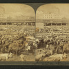 Cattle in the Great Union Stock Yards, the greatest of the live stock markets, Chicago, Ill.