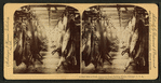 A half-mile of pork, Armour's great packing house, Chicago, Ill.