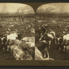 From Kansas plains [...], Union Stock Yards [stockyards], Chicago, U.S.A.