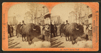 Buffalo Indian chief. [People looking at a buffalo on an unidentified street.]