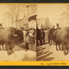 Buffalo Indian chief. [Plooking at a buffalo on an unidentified street.]