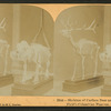 Skeleton of Caribou deer and hippopotamus. Field's Columbian Museum, Chicago, Ill., U.S.A.