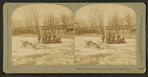 Esquimaux sledge and dog team. World's Fair.