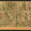 Woolly cactus, Horticultural Hall, Columbian Exposition.