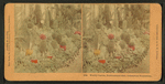 Woolly cactus, Horticultural Hall, Columbian Exposition.