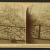 The follage mountain under the Crystal Dome of the Horticultural building, World's Fair, Chicago, U.S.A.