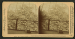 The follage mountain under the Crystal Dome of the Horticultural building, World's Fair, Chicago, U.S.A.