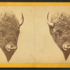 Head of a buffalo.