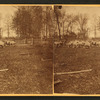 Sheep on pasture.