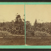 A garden, Hope, Indiana.