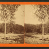 Freshet in 1876, Dubuque, Iowa.