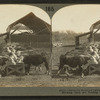 Splendid hereford cattle in Kansas feeding pens showing open air feeding shed, Manhattan, Kan.
