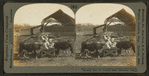 Splendid hereford cattle in Kansas feeding pens showing open air feeding shed, Manhattan, Kan.