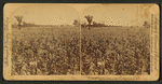 In the great corn fields of eastern Kansas, U.S.A.